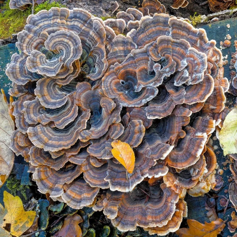 Trametes versicolor: Turkey Tail Identification and Look-Alikes