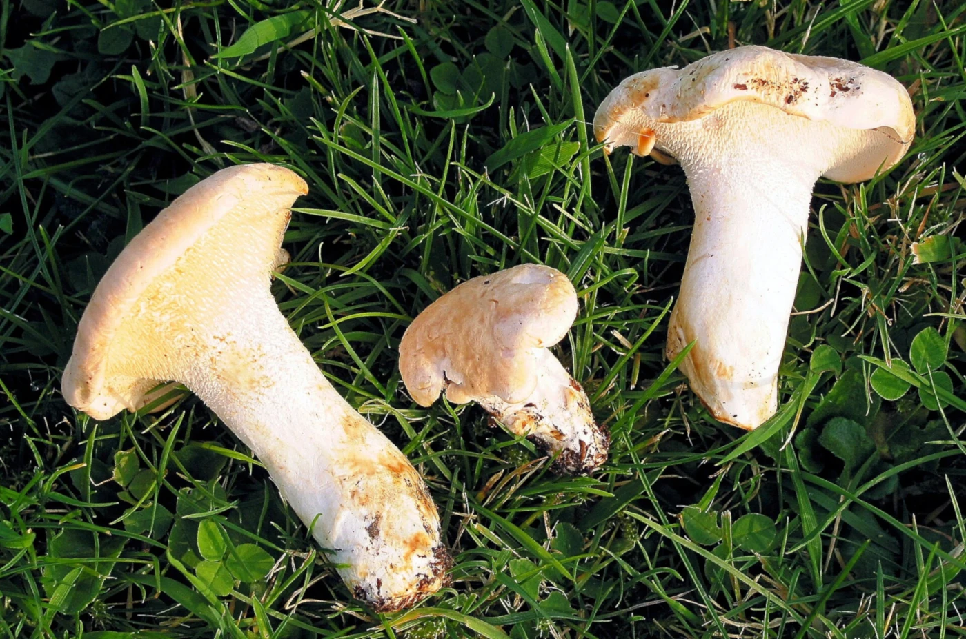 Mushrooms Growing Under Oak Trees: 15 Common Species