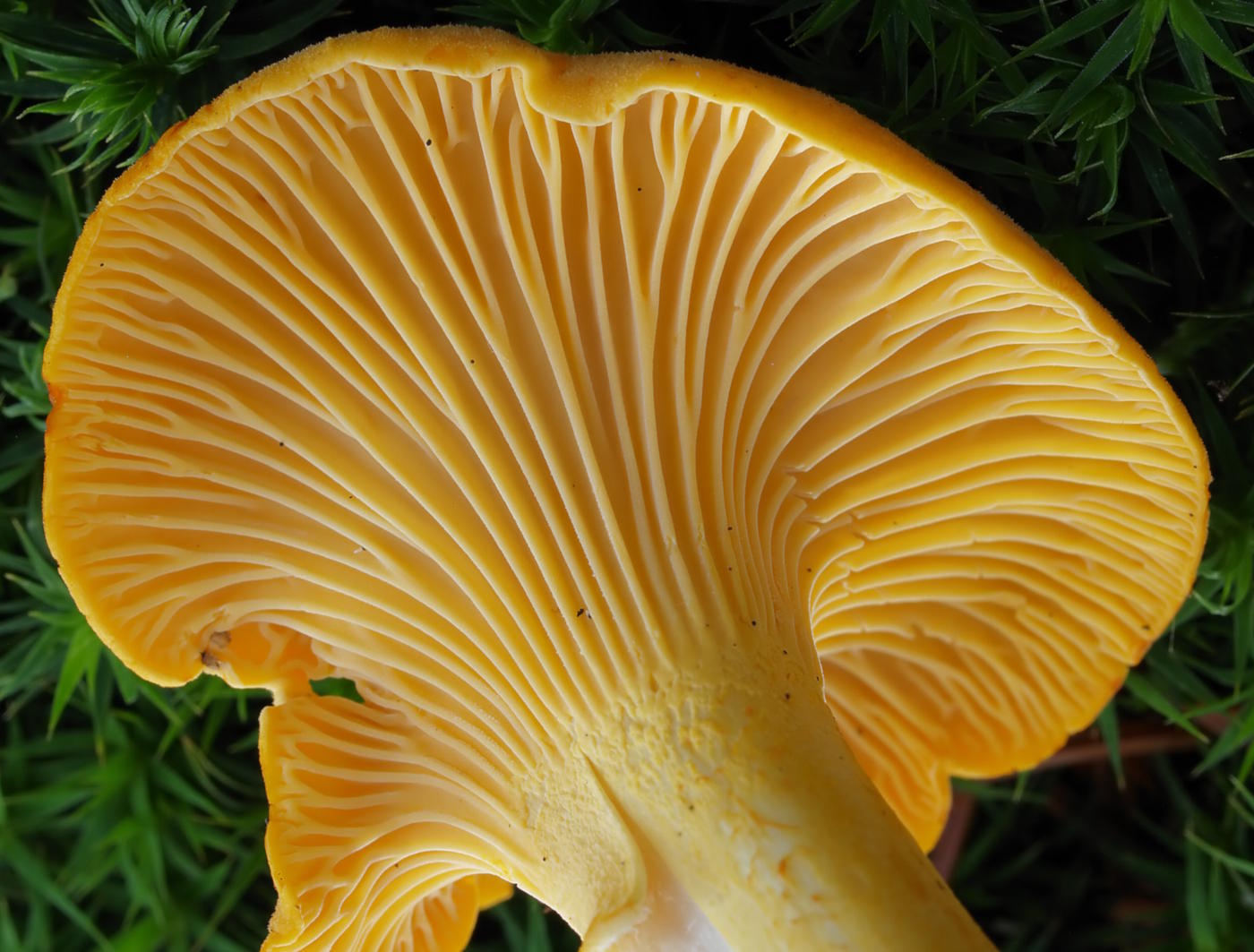 Mushroom Look-Alike Guide: 10 Edible Mushrooms and Their Dangerous Doubles