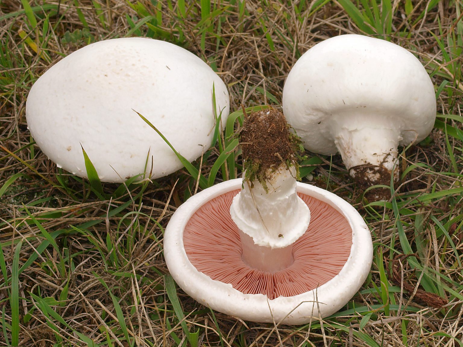 Agaricus campestris: Field Mushroom Identification, Habitat and Look ...