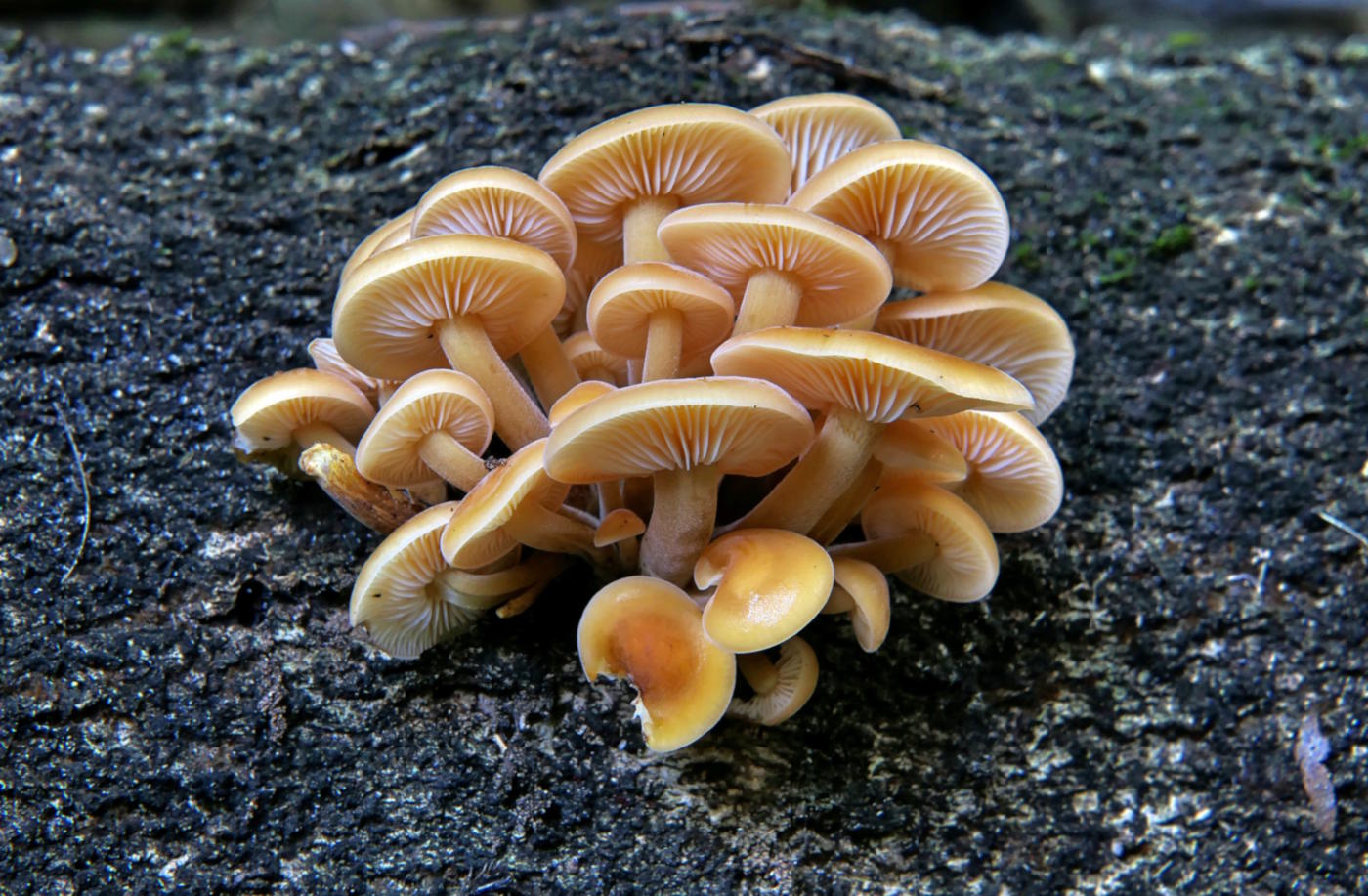 Flammulina velutipes: Velvet Shank Identification and Look-Alikes