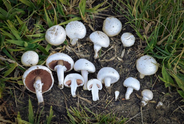 Agaricus campestris: Field Mushroom Identification, Habitat and Look-Alikes