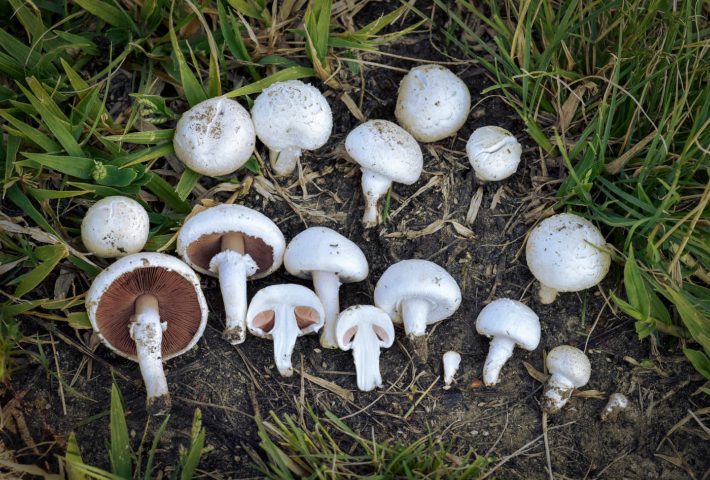 Agaricus campestris: Field Mushroom Identification, Habitat and Look-Alikes