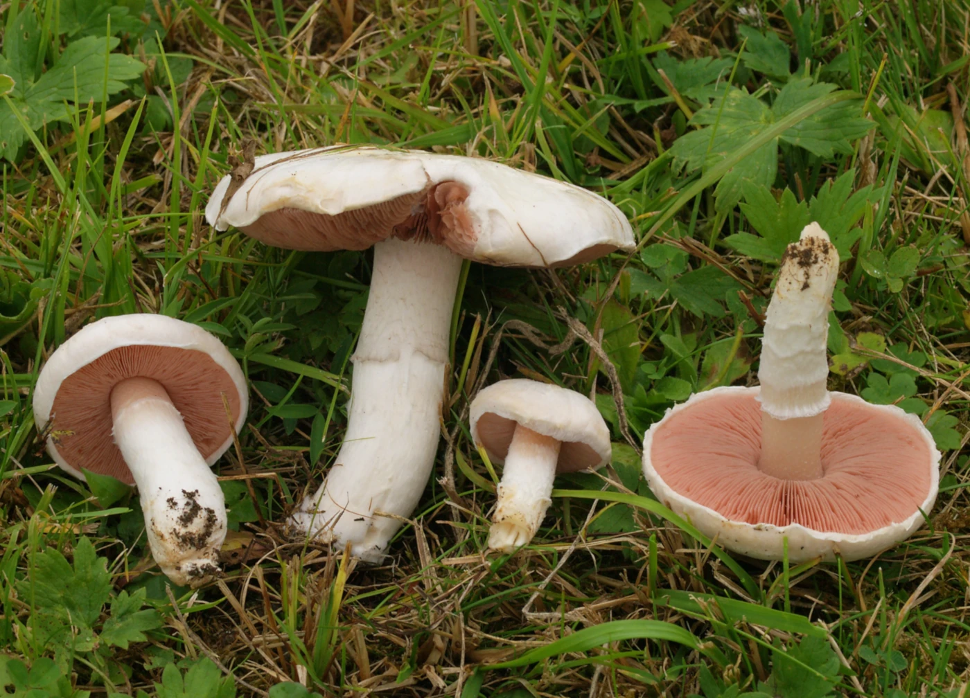 Mushrooms With a Ring on the Stem: What It Means for Identification