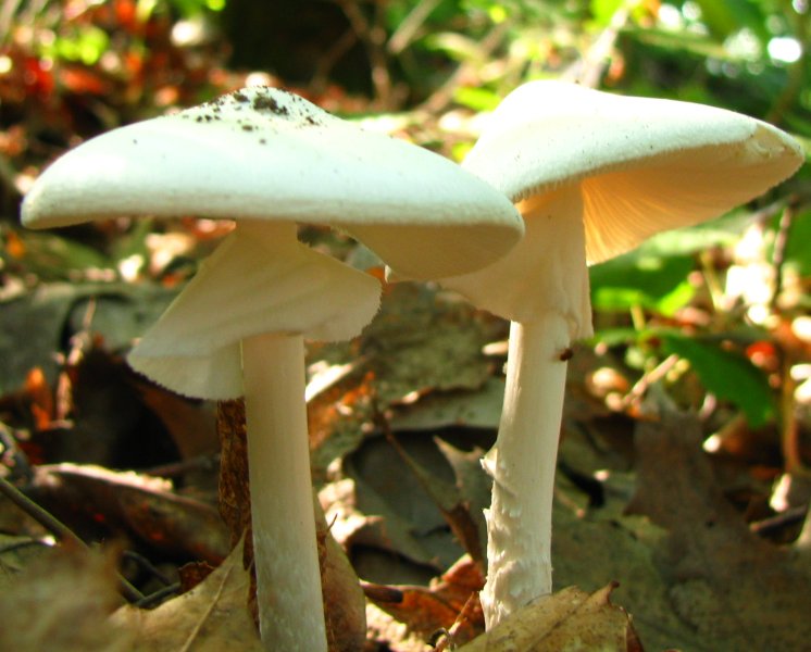 10 Poisonous Mushrooms Found in North America