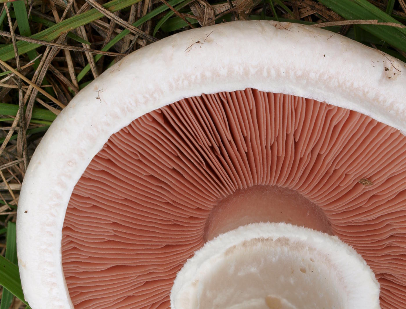 Mushroom Gills vs False Gills: How to Tell the Difference