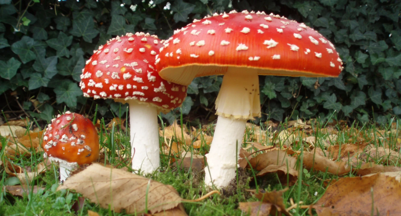 Amanita muscaria: Fly Agaric Identification, Habitat and Toxicity