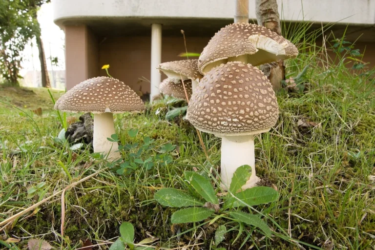 Amanita pantherina: Panther Cap Identification, Toxicity and Look-Alikes