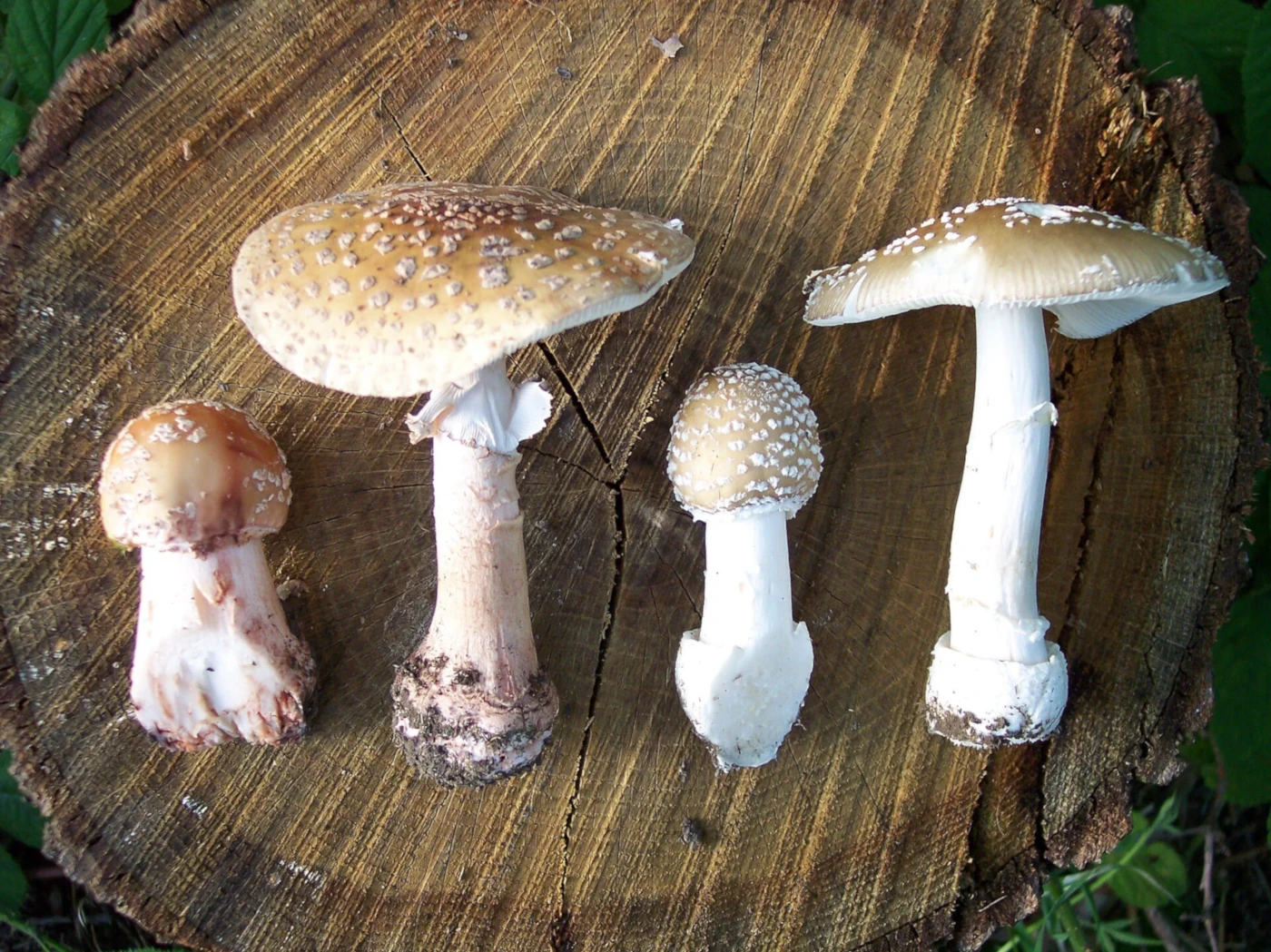 Fly Agaric vs Panther Cap: Amanita muscaria vs Amanita pantherina