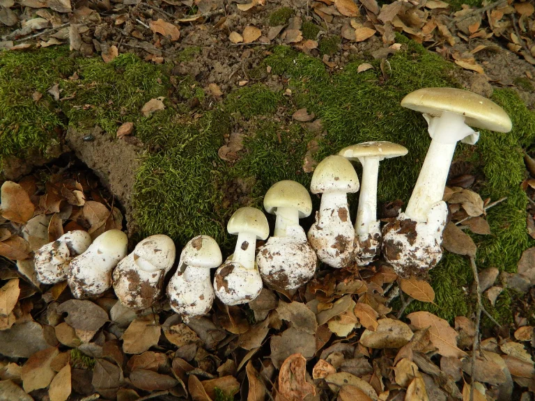 Amanita phalloides: Death Cap Identification, Habitat and Look-Alikes