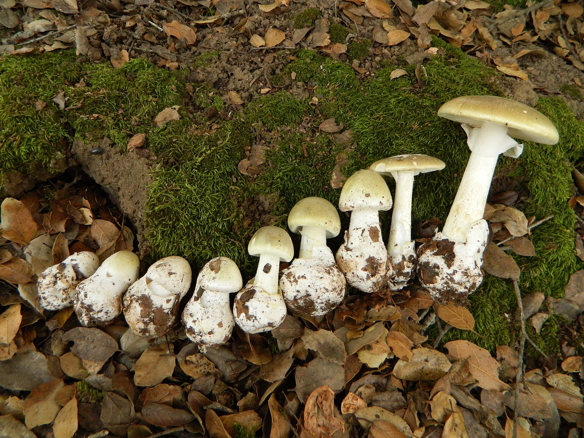 Amanita phalloides: Death Cap Identification, Habitat and Look-Alikes