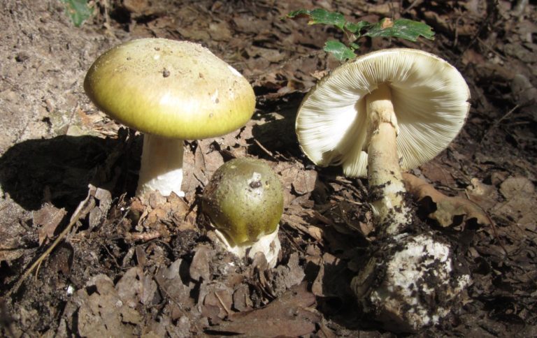 10 Poisonous Mushrooms Found in Europe