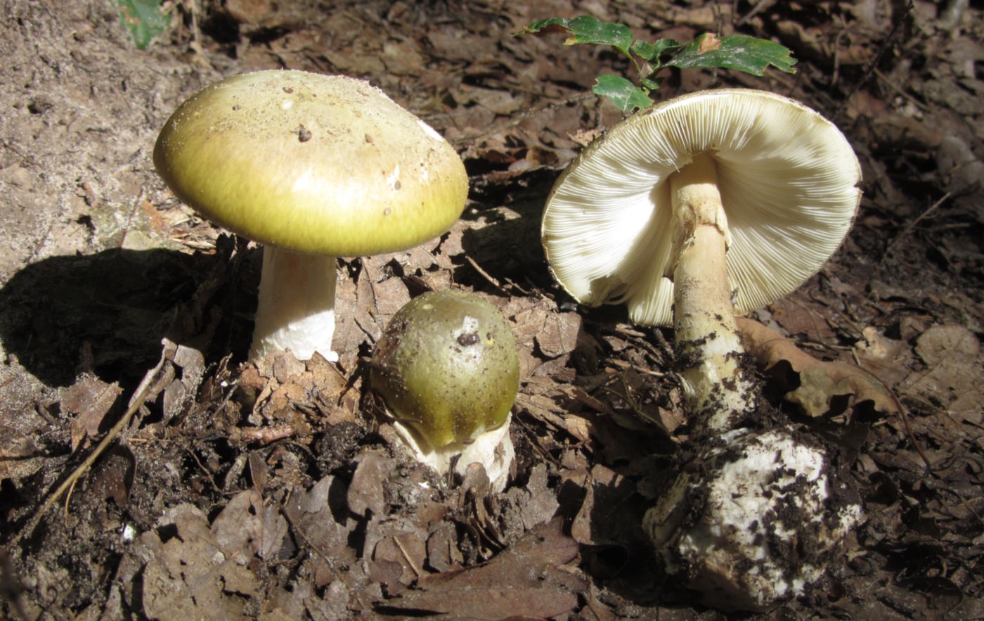 10 Poisonous Mushrooms Found in Europe