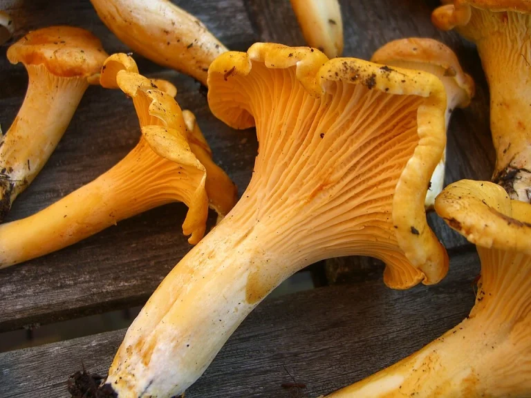 Cantharellus formosus: Pacific Golden Chanterelle Identification and Look-Alikes