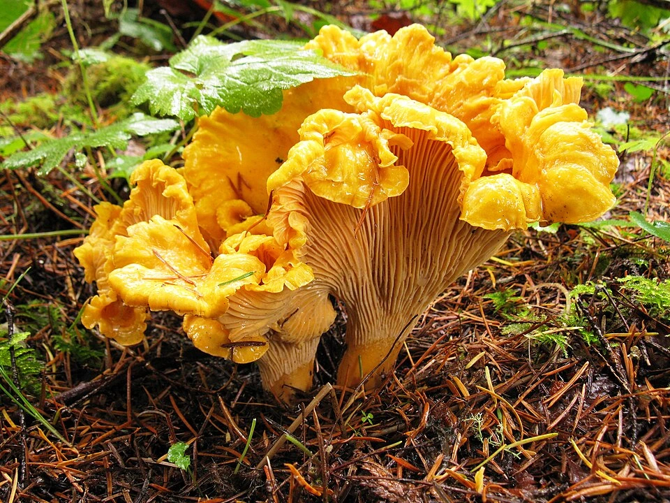 Hedgehog Mushroom vs Chanterelle: How to Tell Them Apart