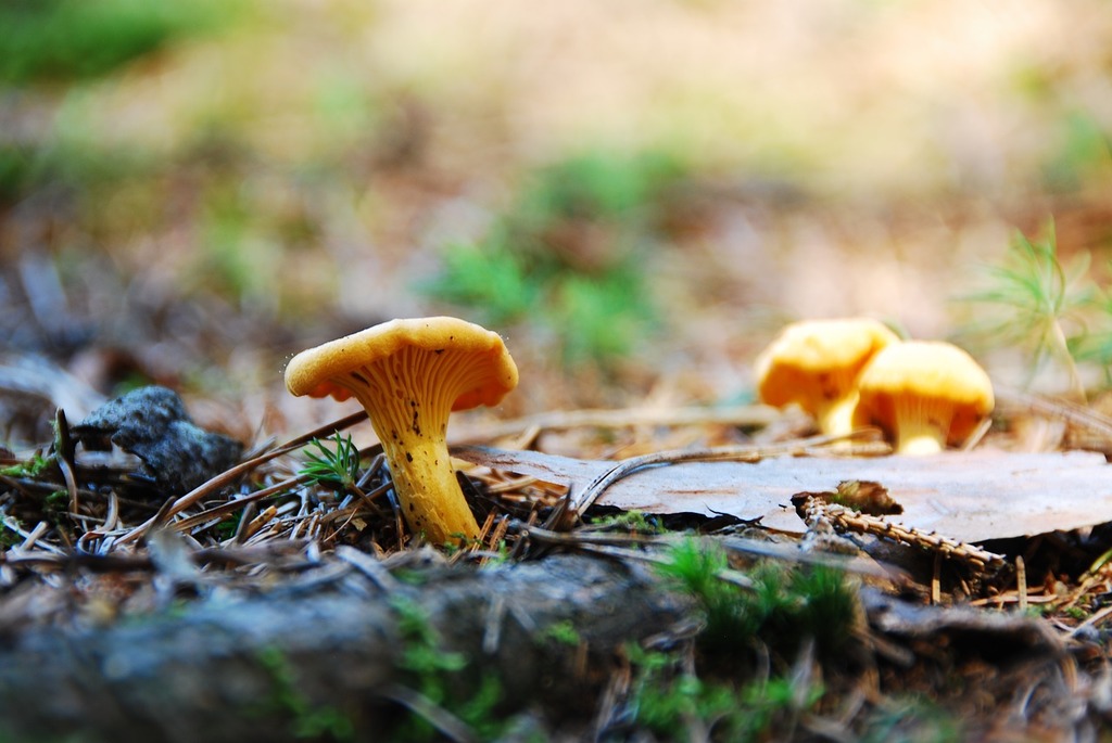 Orange Mushroom Identification: Common Species, Edible and Poisonous