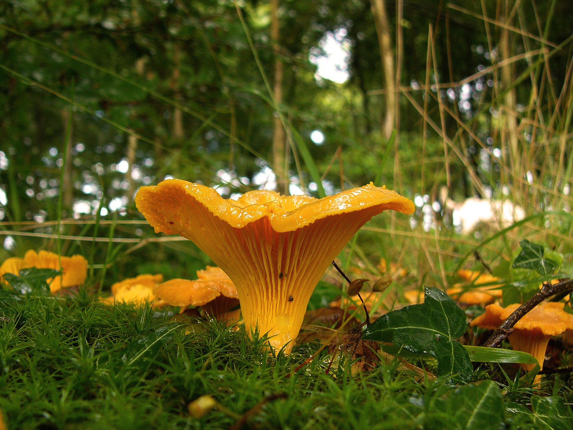 Mushrooms to Forage in North America in September