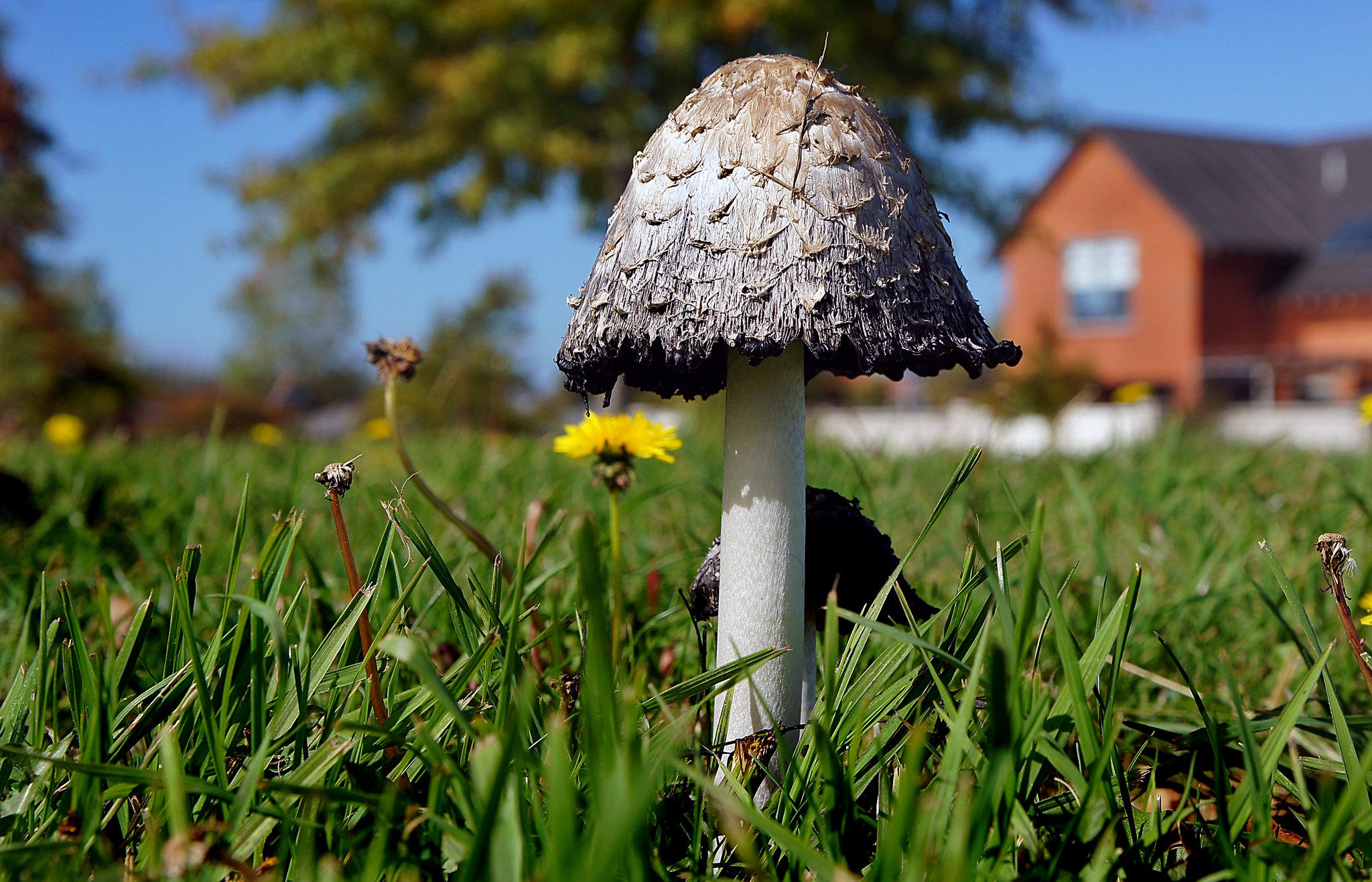 Coprinus comatus: Shaggy Mane Identification, Habitat and Look-Alikes