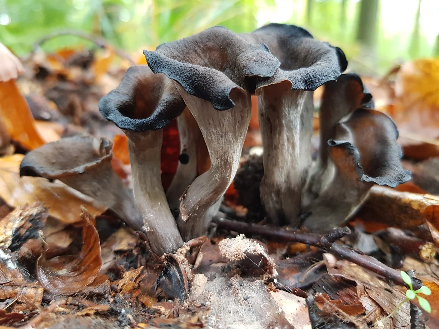 Mushrooms Growing Under Oak Trees: 15 Common Species