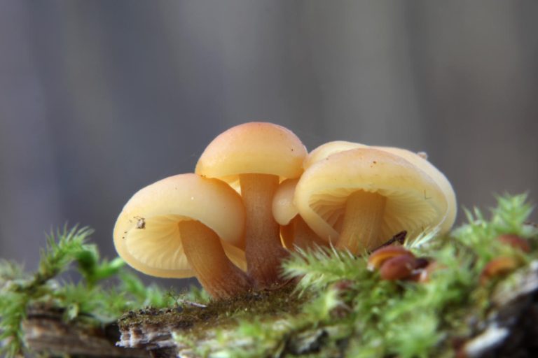 Brown Mushroom Identification: 12 Common Species and Their Look-Alikes
