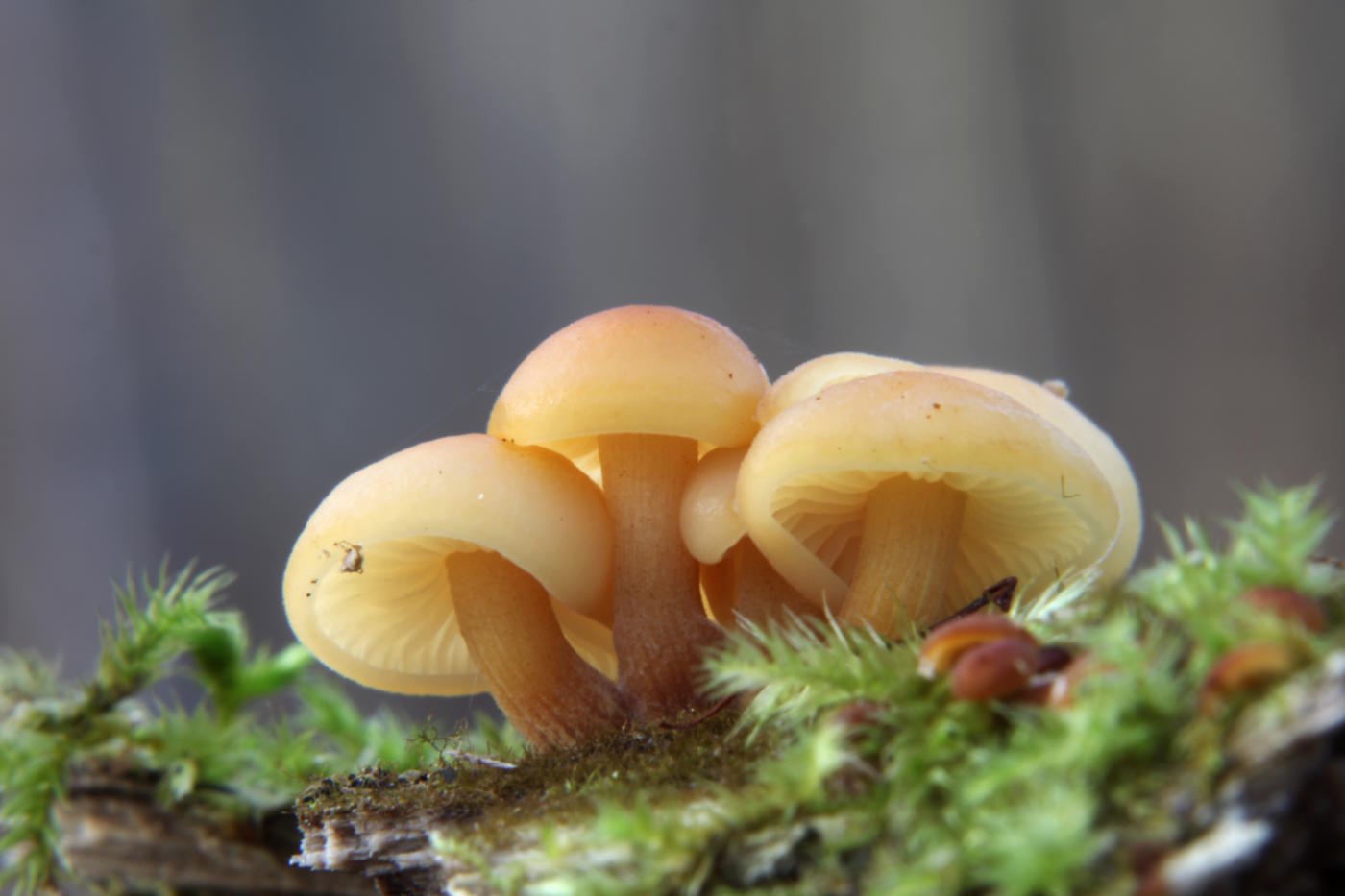 Brown Mushroom Identification: 12 Common Species and Their Look-Alikes