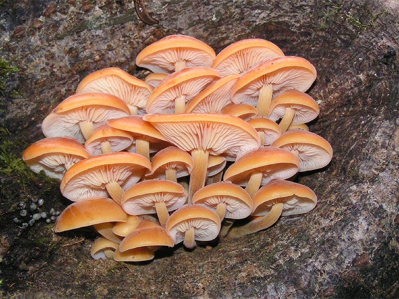 Mushrooms Growing on Dead Wood: 15 Common Species