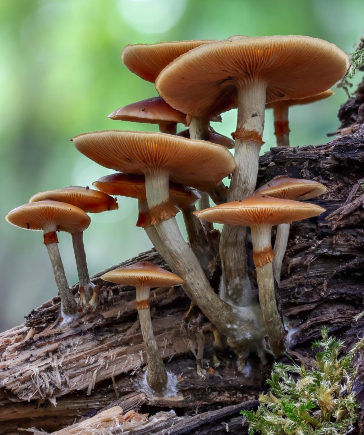 Mushrooms Growing on Dead Wood: 15 Common Species