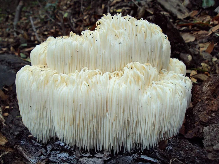 Hericium erinaceus: Lion’s Mane Identification, Habitat and Look-Alikes