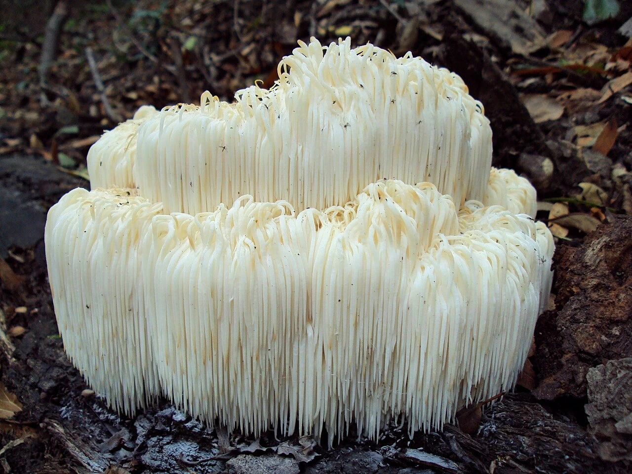 Hericium erinaceus: Lion’s Mane Identification, Habitat and Look-Alikes