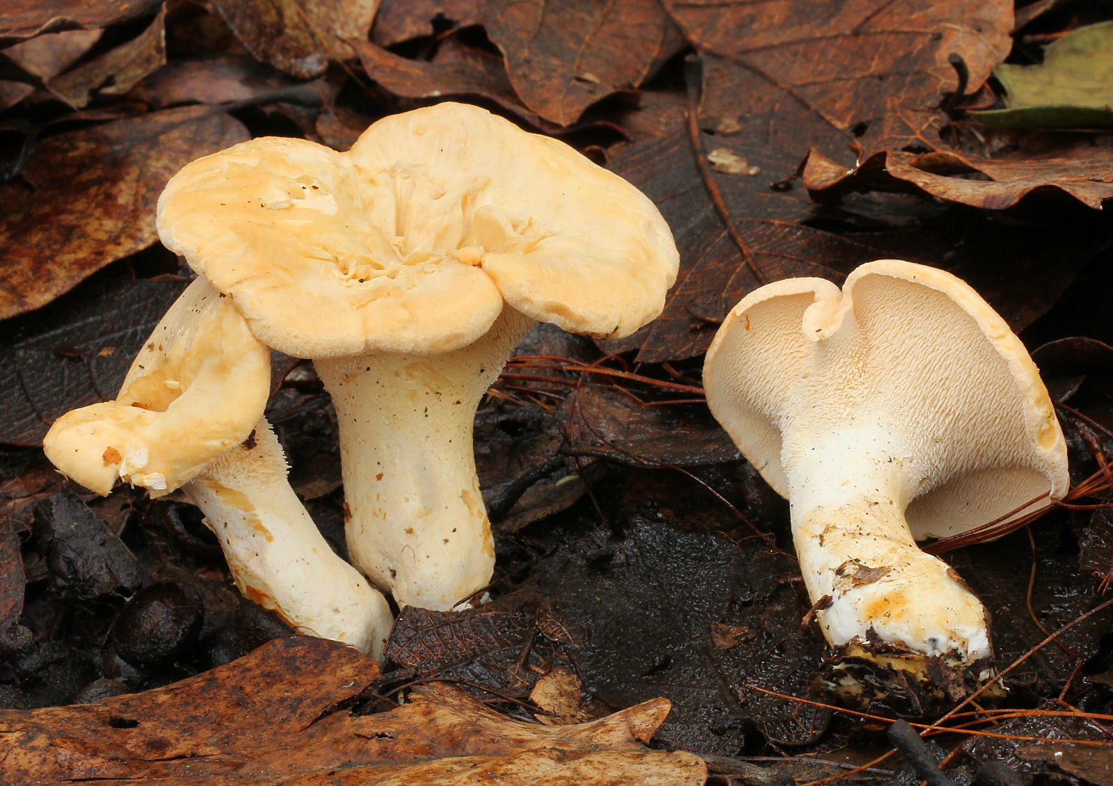 Hydnum repandum: Hedgehog Mushroom Identification and Look-Alikes