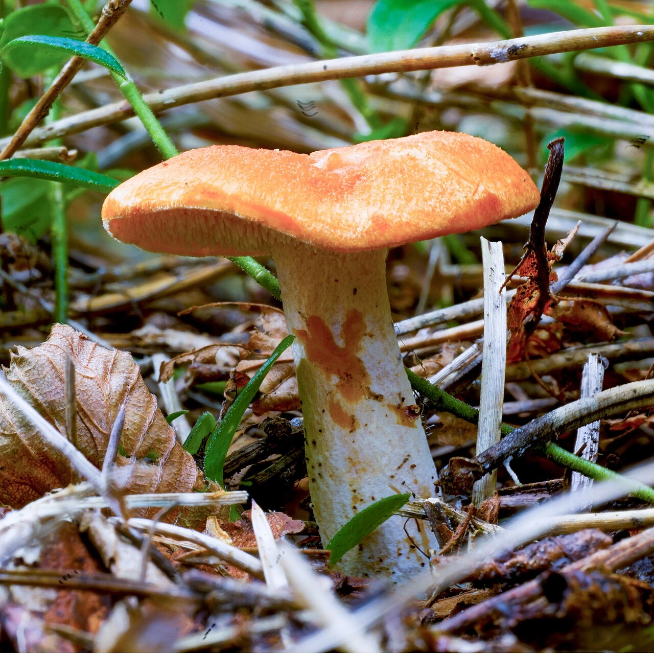 Hedgehog Mushroom vs Chanterelle: How to Tell Them Apart