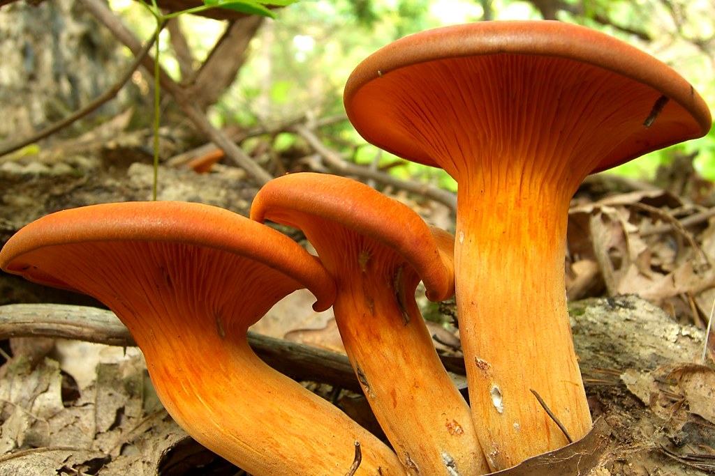Chanterelle vs Jack-o’-Lantern: How to Tell the Difference