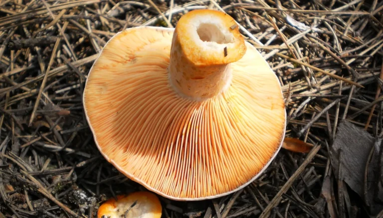 Lactarius deliciosus: Saffron Milk Cap Identification and Look-Alikes