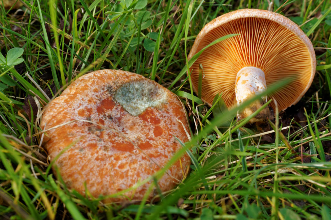 Mushrooms With Red Caps: 12 Common Species, Edible and Poisonous