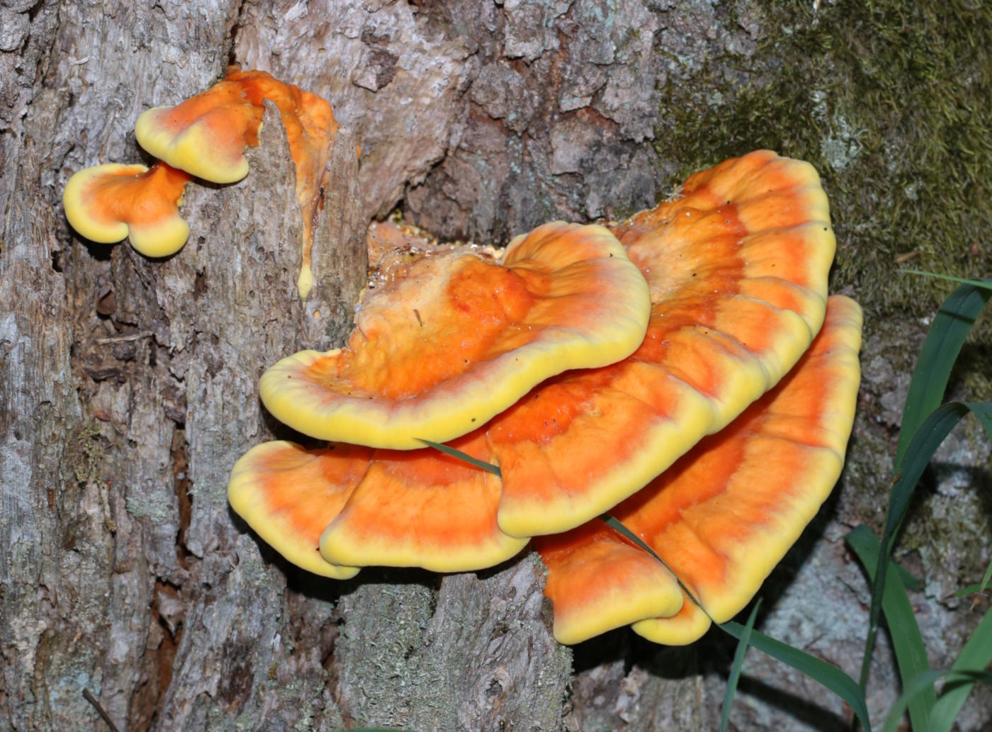 Laetiporus sulphureus: Chicken of the Woods Identification Guide