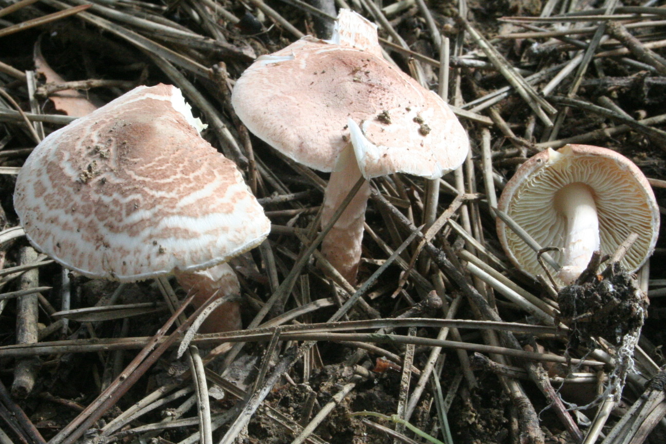 Deadly Dapperling (Lepiota brunneoincarnata): Identification, Habitat, Season, and Look-Alikes