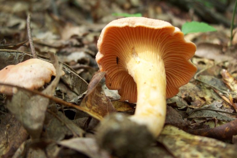 Mushroom Gills vs False Gills: How to Tell the Difference