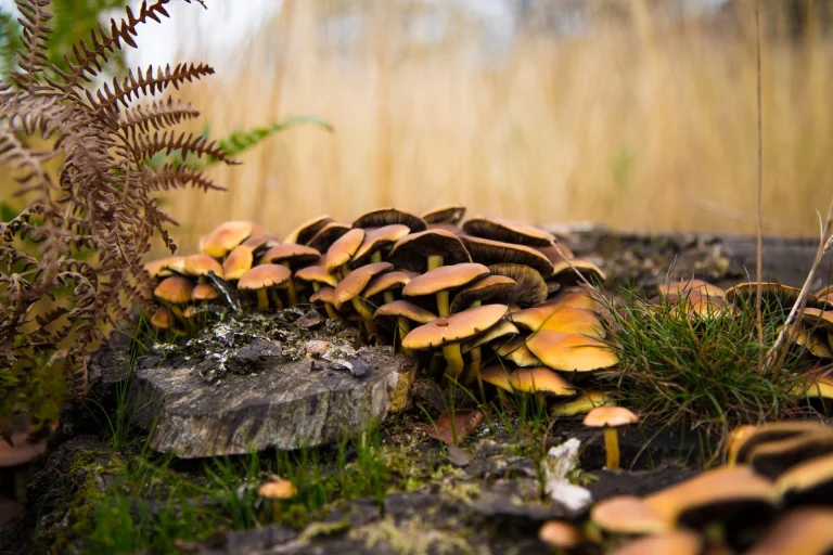Why Autumn Is Peak Mushroom Season