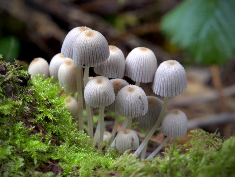 Mushrooms Growing on Lawns: 12 Common Species to Know