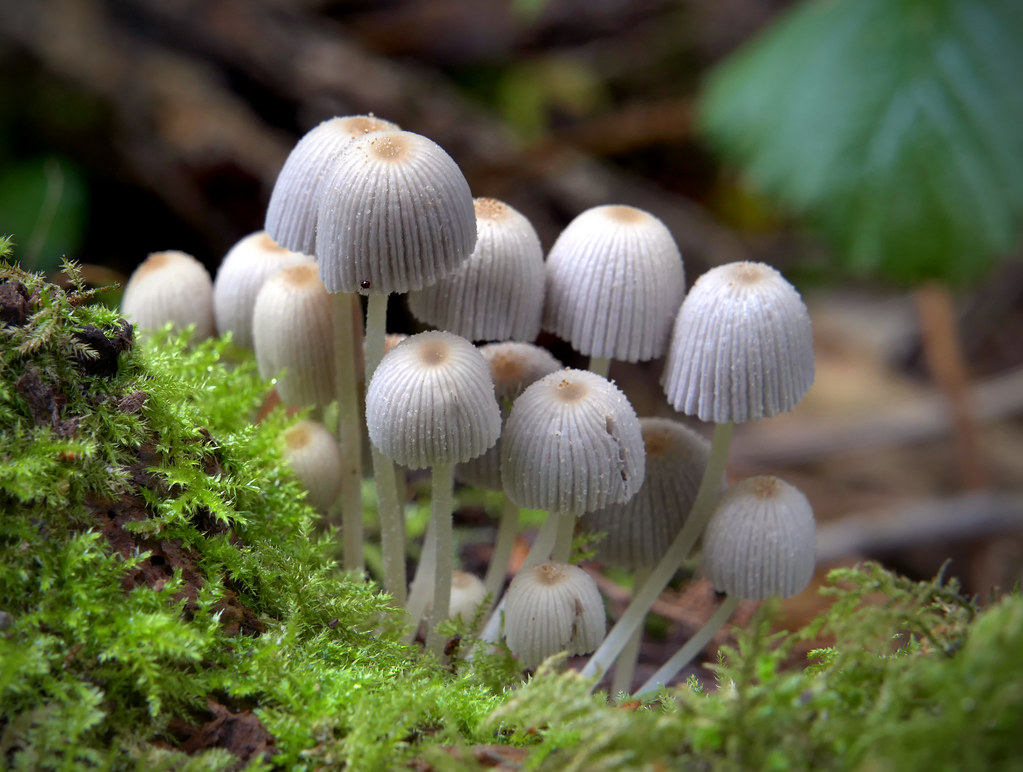 Mushrooms Growing on Lawns: 12 Common Species to Know