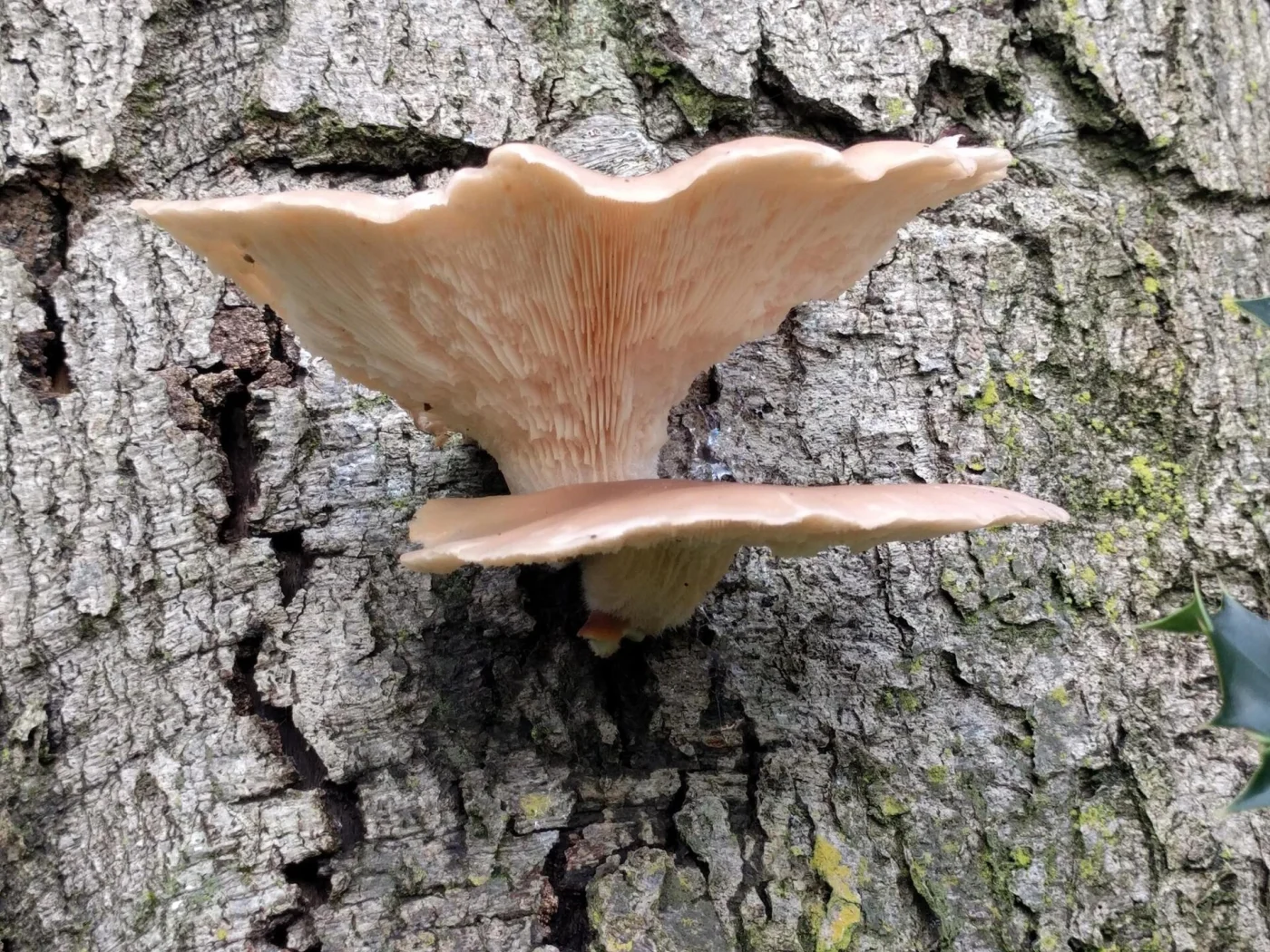Pilze im Oktober in Deutschland: Diese Arten haben jetzt Saison