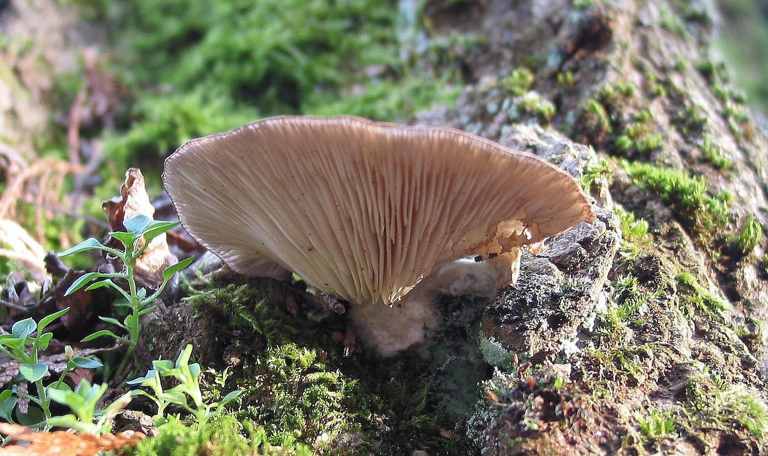 Pleurotus ostreatus: Oyster Mushroom Identification and Look-Alikes