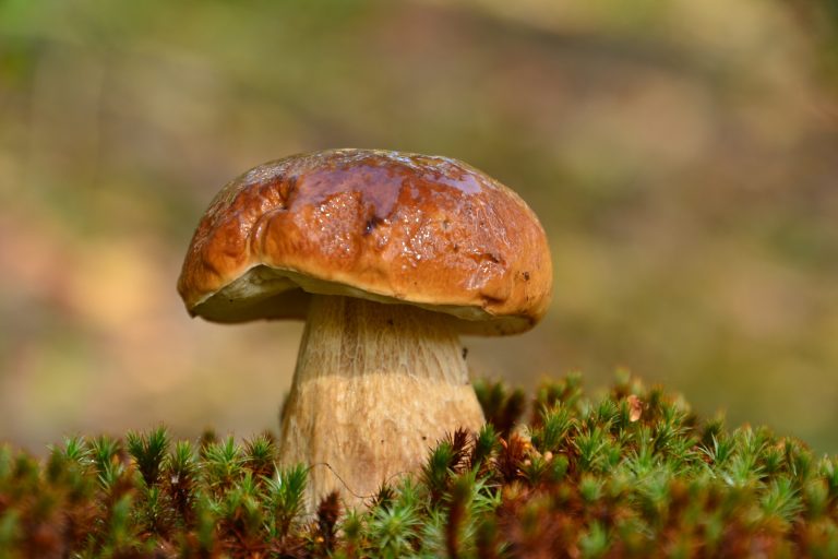 Porcini Mushrooms: Identification, Species, Season, Habitat, and Look-Alikes