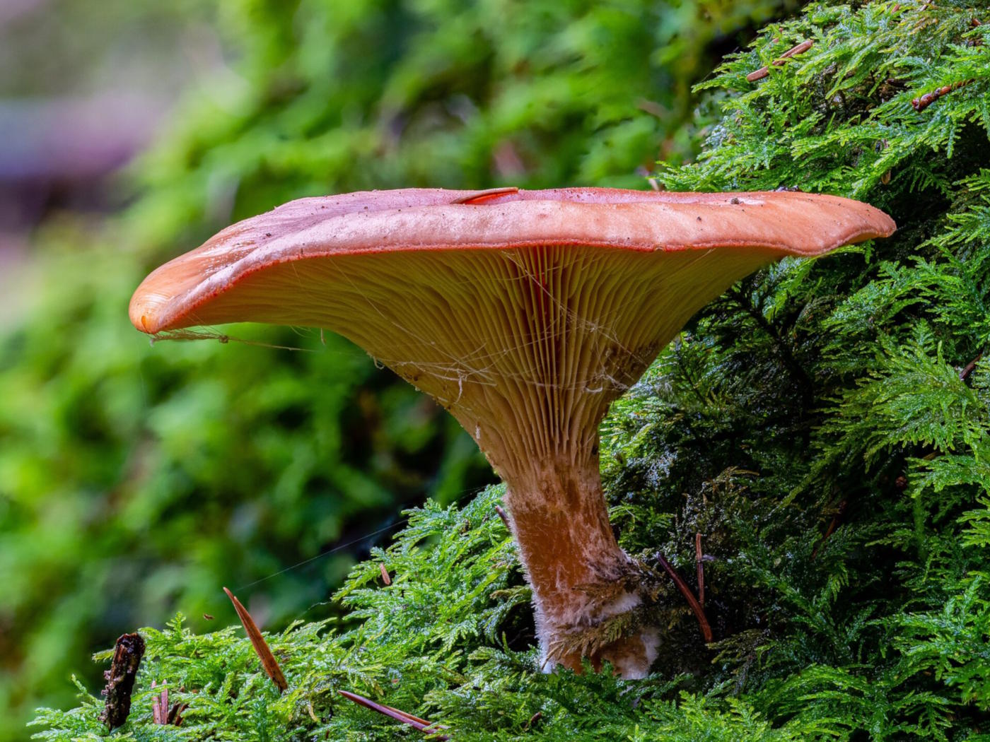 What Mushrooms Grow in Europe in October?