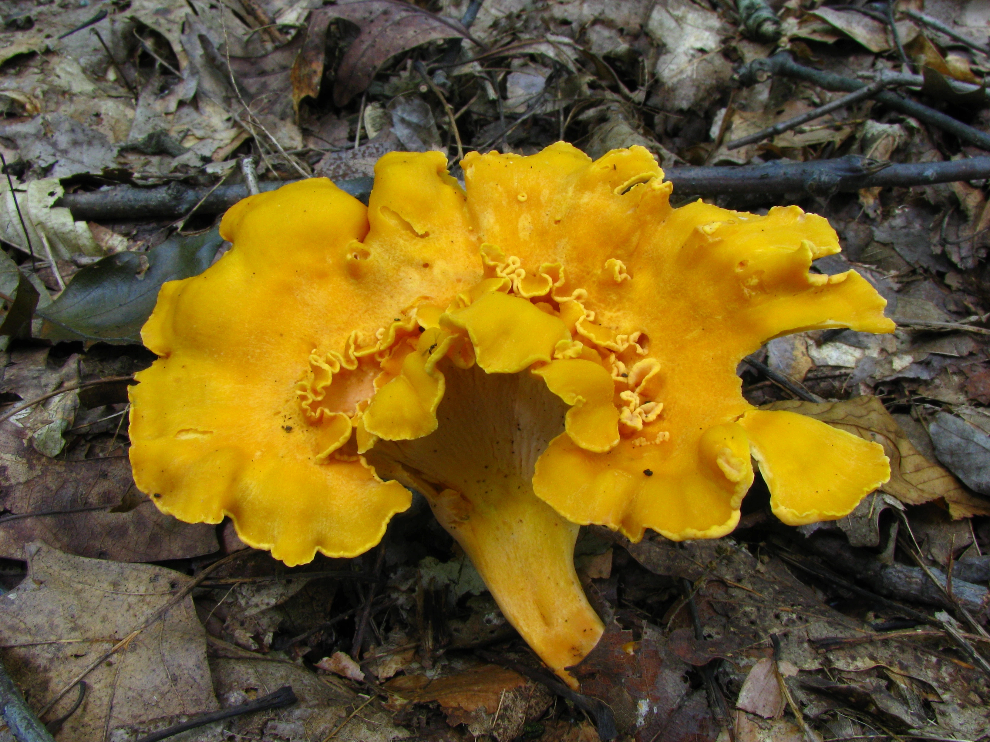 Cantharellus lateritius: Smooth Chanterelle Identification, Habitat and Look-Alikes