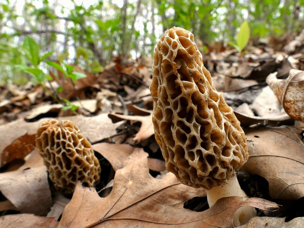 True Morel vs False Morel: How to Tell Them Apart