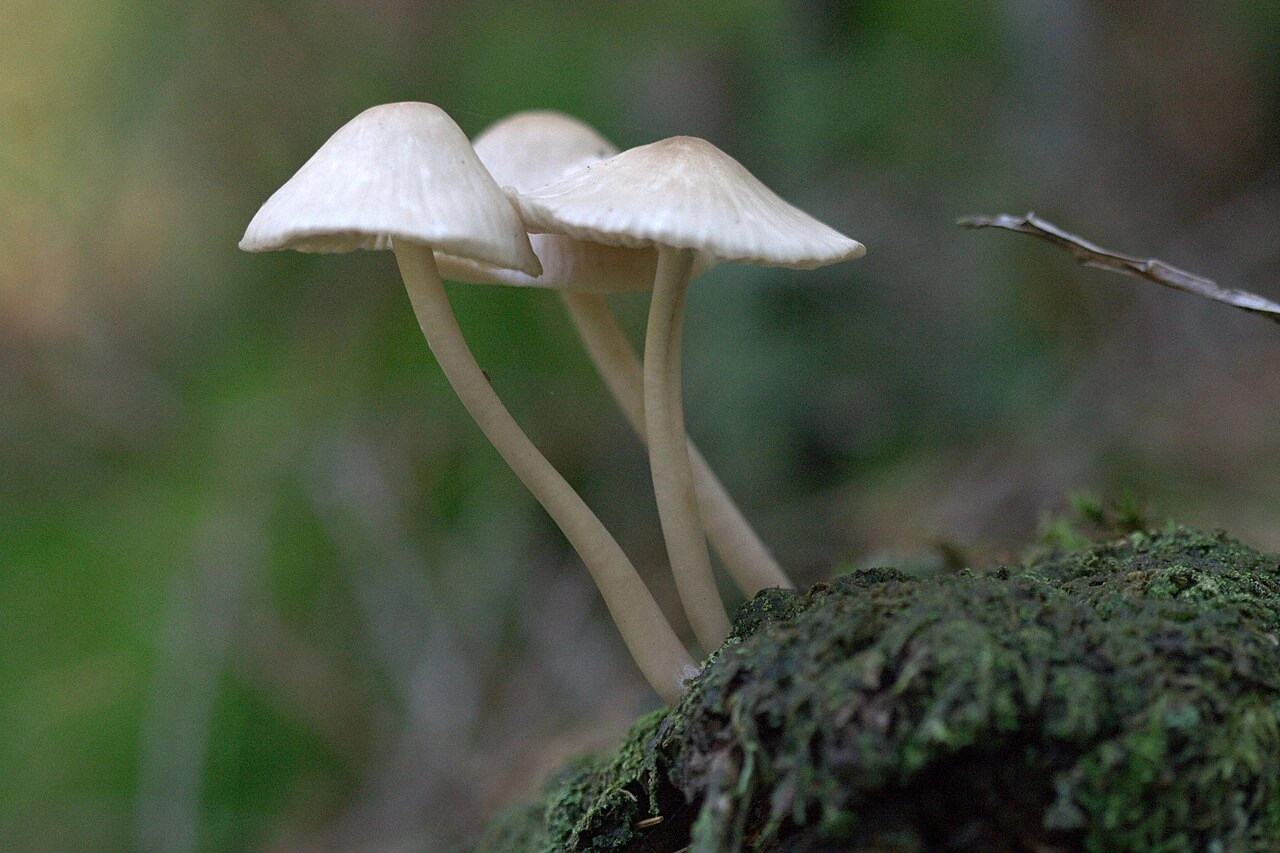 White Mushroom Identification: Common Species and Dangerous Look-Alikes