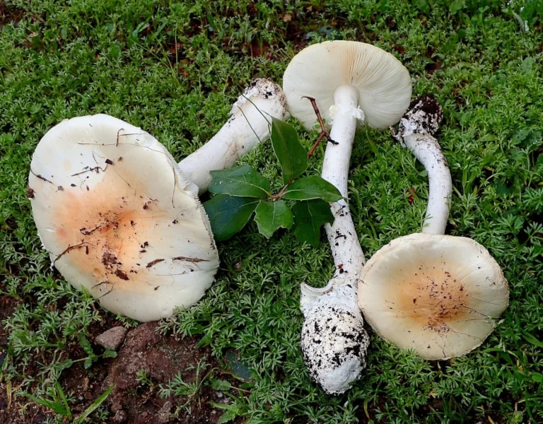 Amanita ocreata: Western Destroying Angel Identification and Look-Alikes