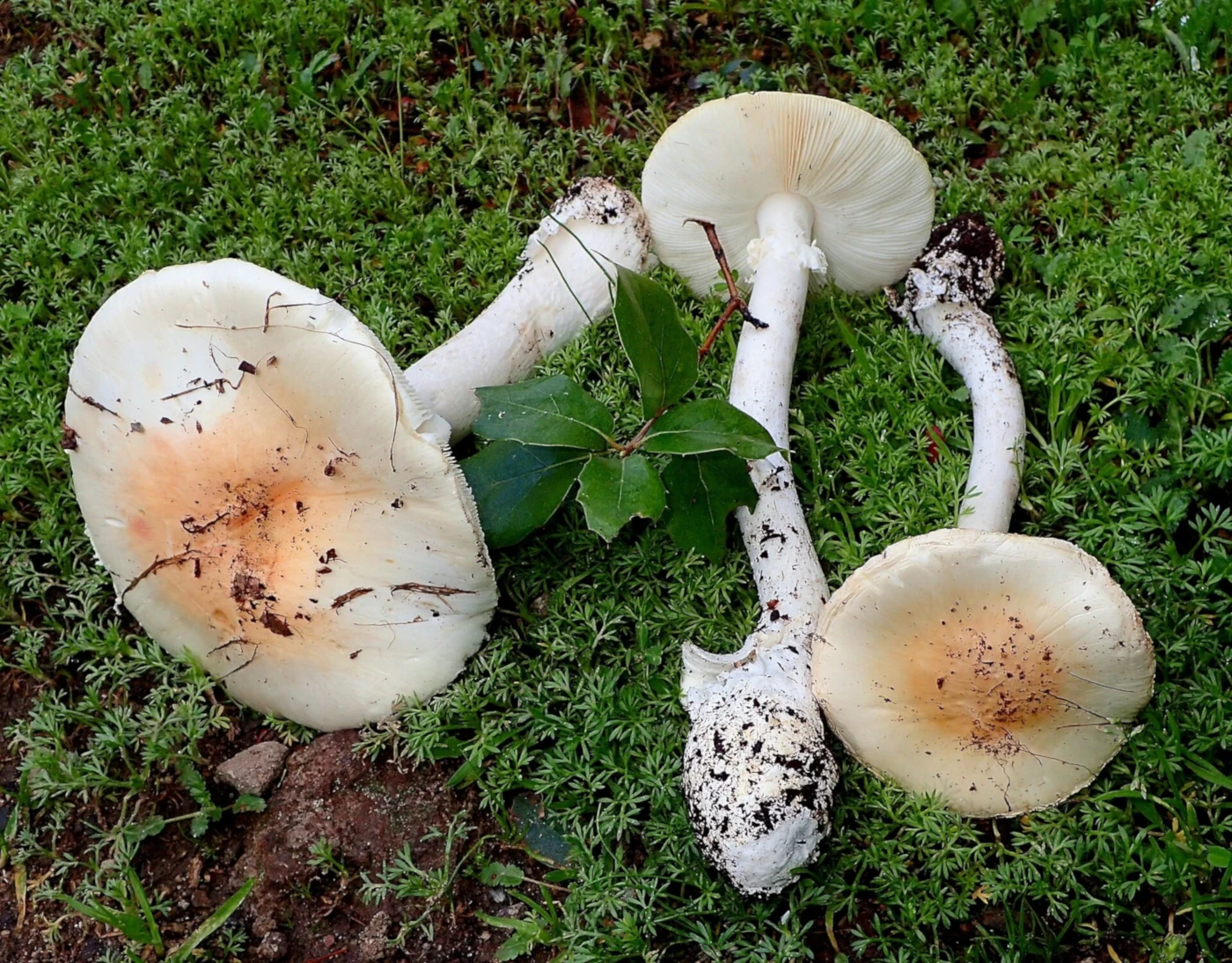 Amanita ocreata: Western Destroying Angel Identification and Look-Alikes
