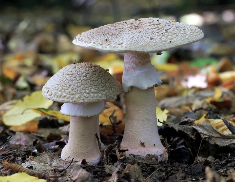 Amanita rubescens: Blusher Identification and Look-Alikes